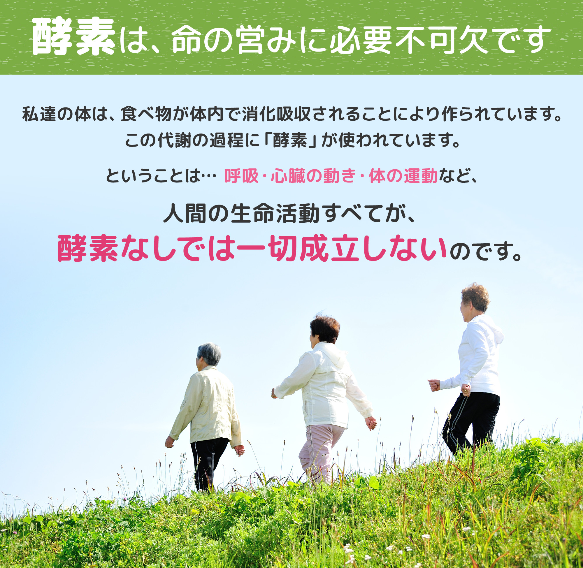 酵素は命の営みに不可欠